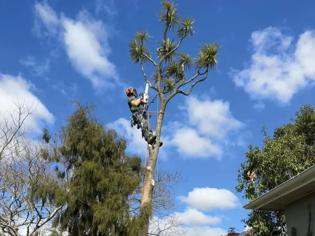 Matt cutting down a Cabbage Tree
