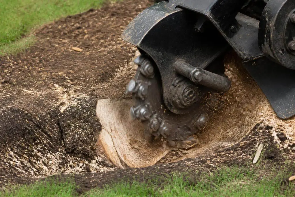 Close-up on stump grinder removing a tree stump